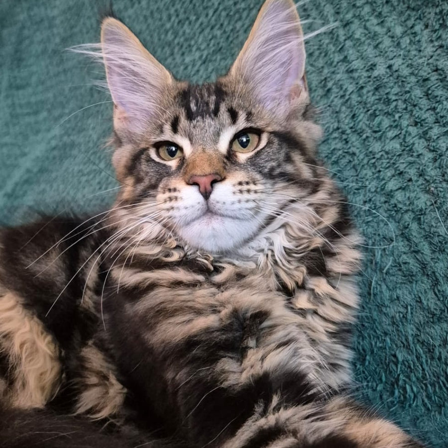 Kaiser Maine Coon male, black tabby