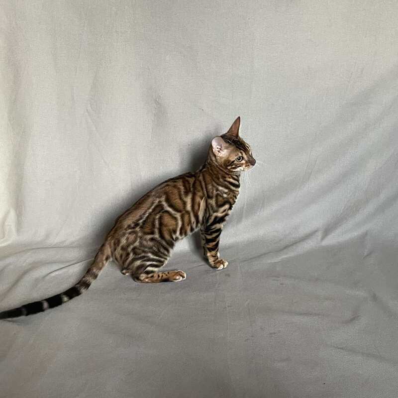 Joker Bengal male, black spotted tabby
