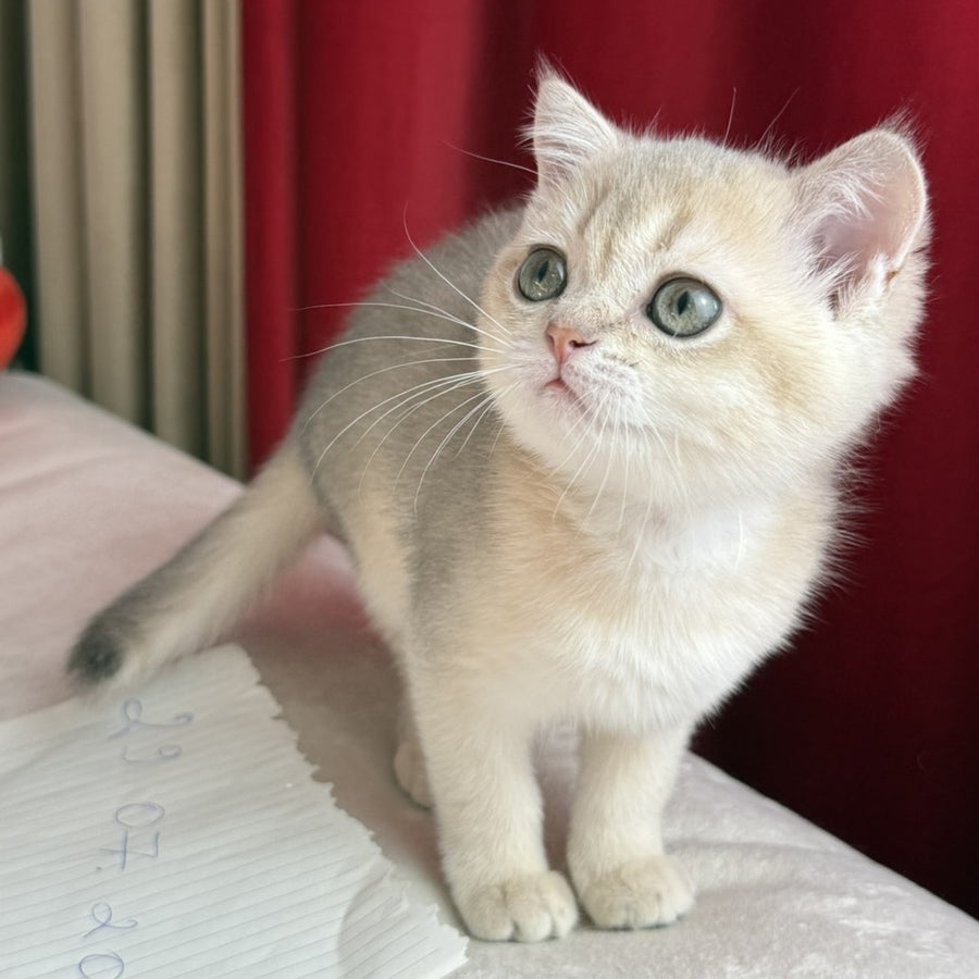 Elbert Scottish Straight male, blue golden shaded