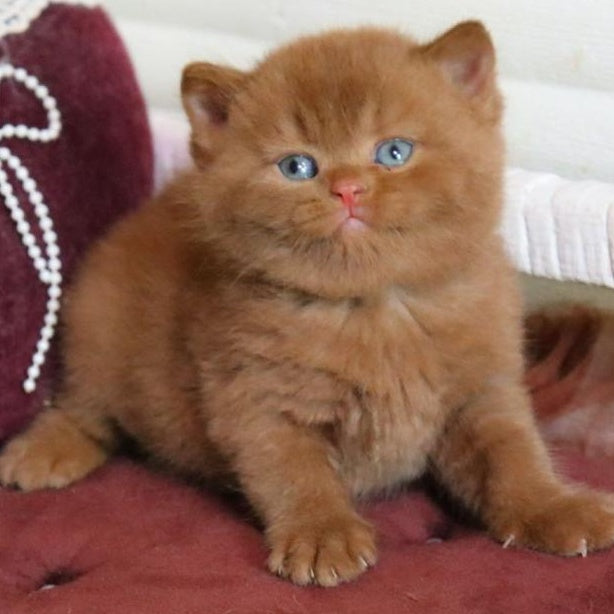 Redmy British Shorthair female, cinnamon