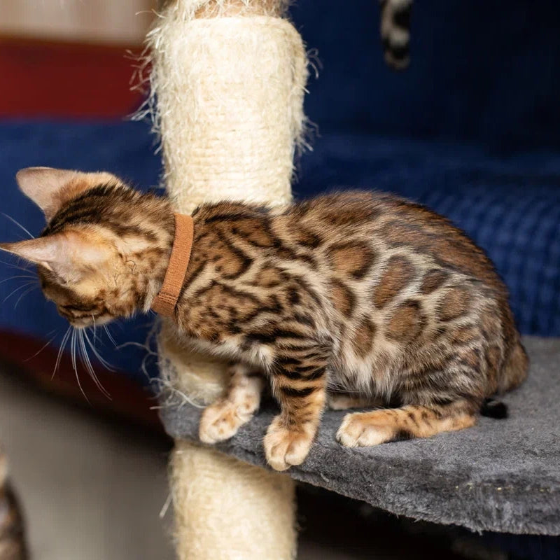 Winston Bengal male, black spotted tabby