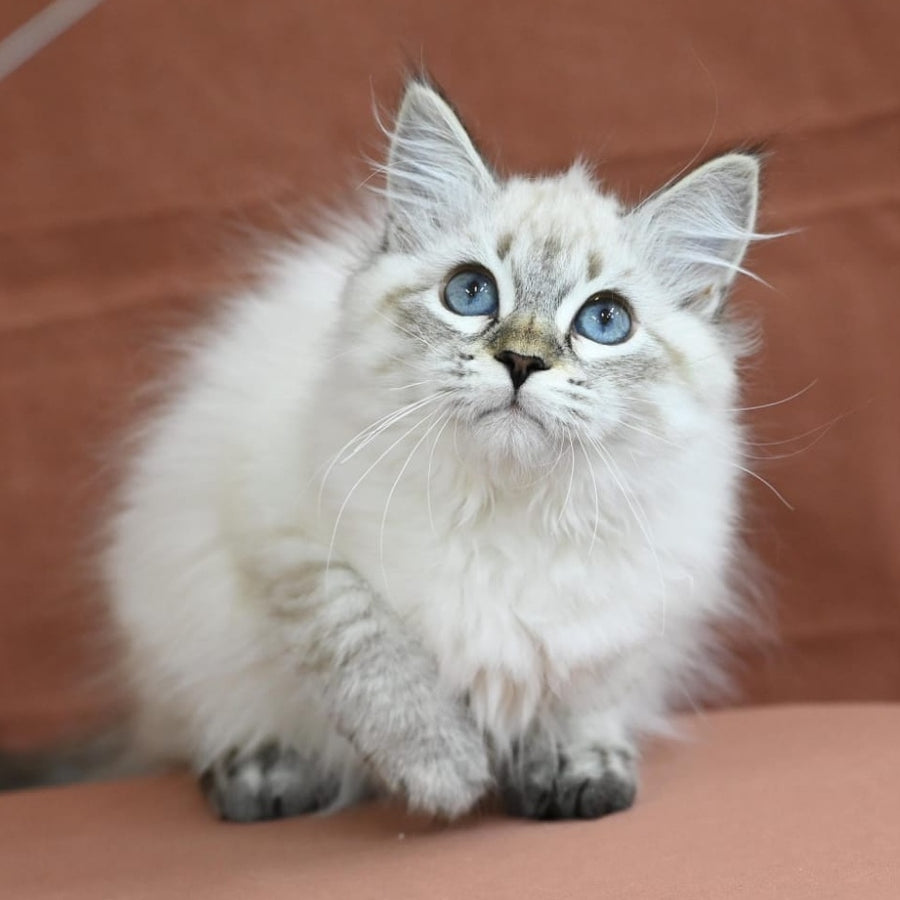 Kurt Siberian male, seal tabby pointed