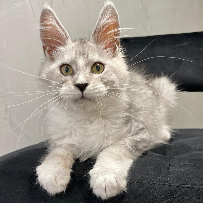 Kira Maine Coon female, black silver bicolour ticked tabby