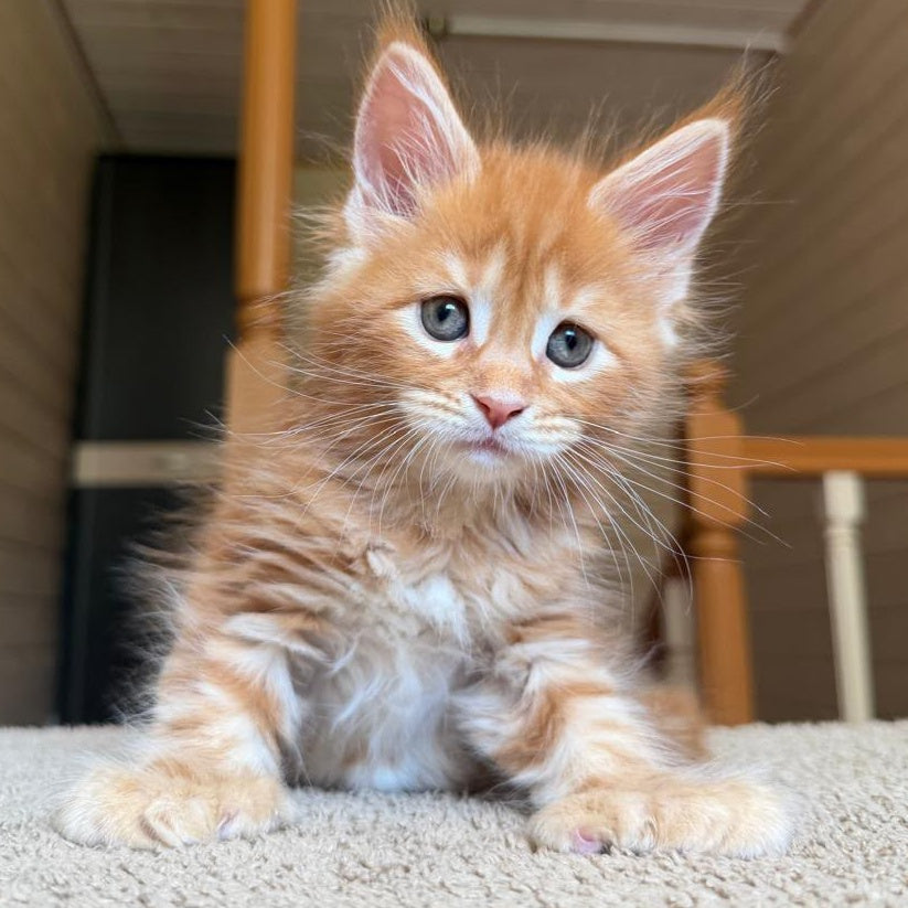 Bazilio Maine Coon polydactyl 6x6x6x6 male, red tabby with white