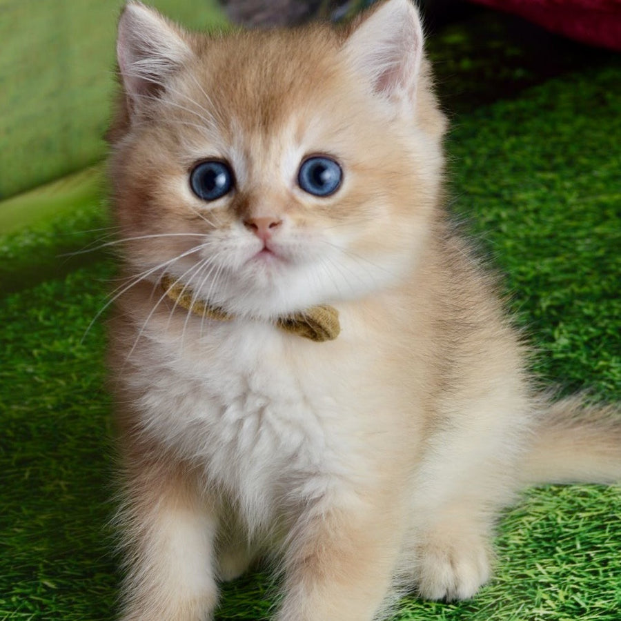 Ustin British Shorthair male, black golden shaded