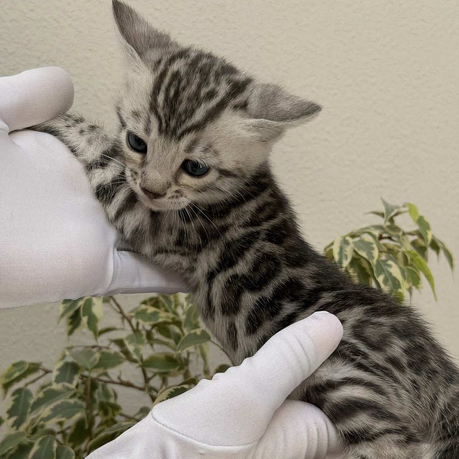 Cartier Bengal male, black silver spotted tabby