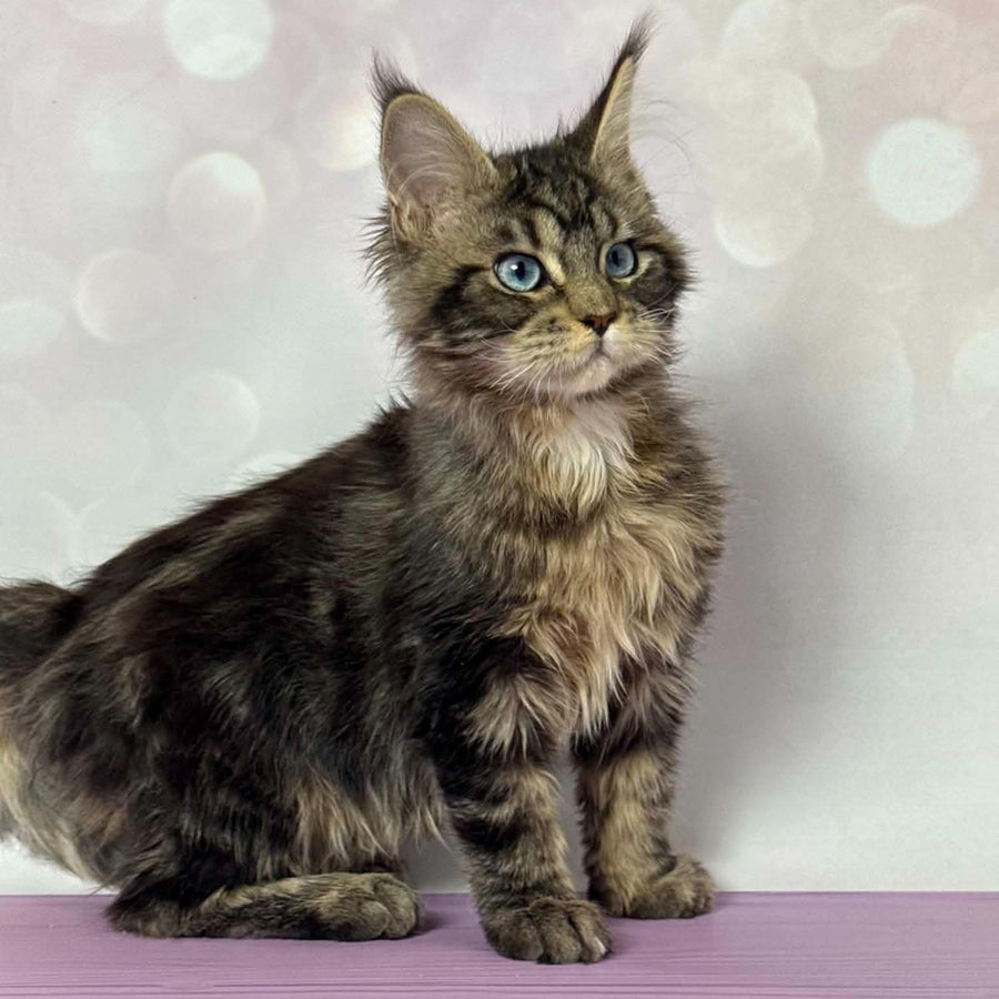 Barby Maine Coon female, black silver tabby with white