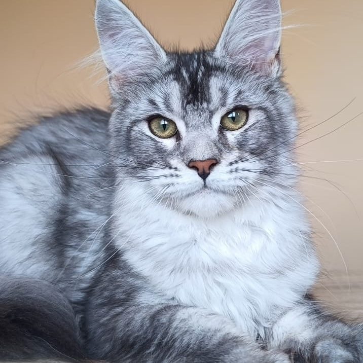 Danessa Maine Coon female, black silver ticked tabby