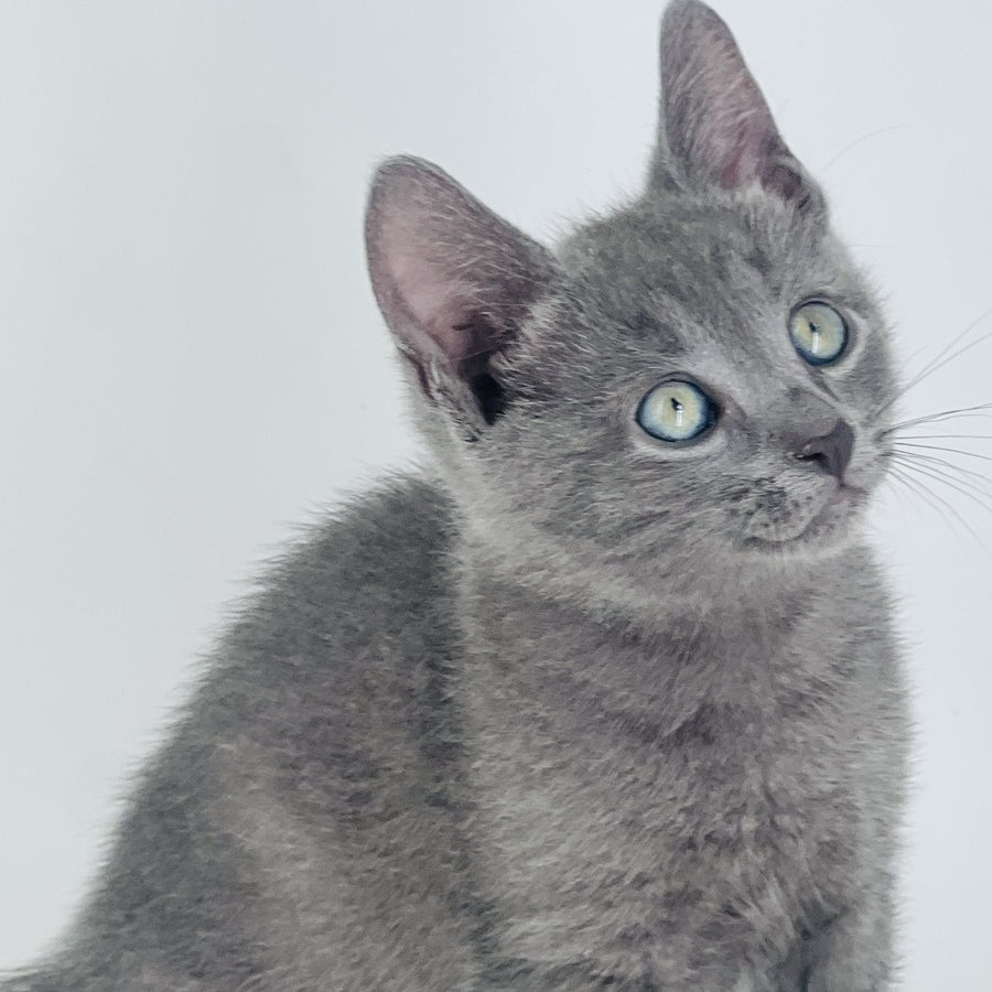 Archie Russian Blue male, blue