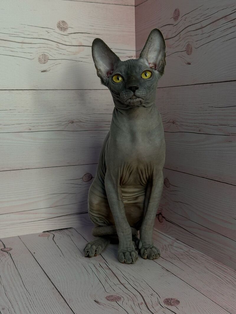 Adel Canadian Sphynx male, blue