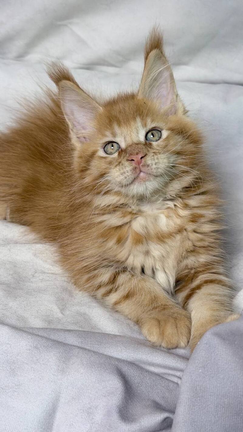 Hermes Maine Coon male, red
