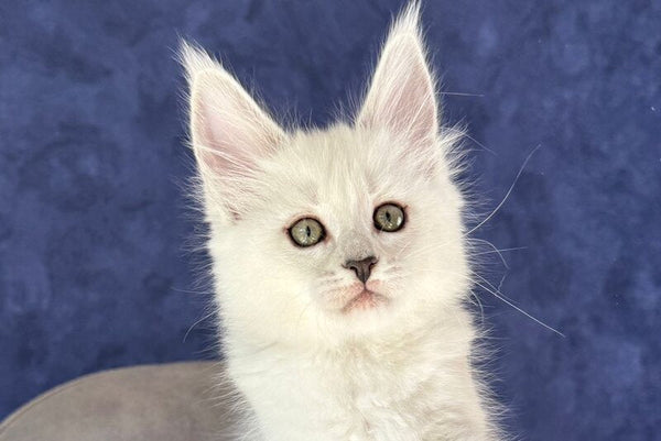 Zabawa Maine Coon female black silver shaded - live animals