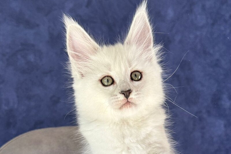 Zabawa Maine Coon female black silver shaded - live animals