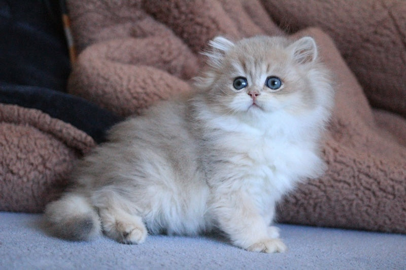 Multic British Longhair male blue golden shaded - live animals