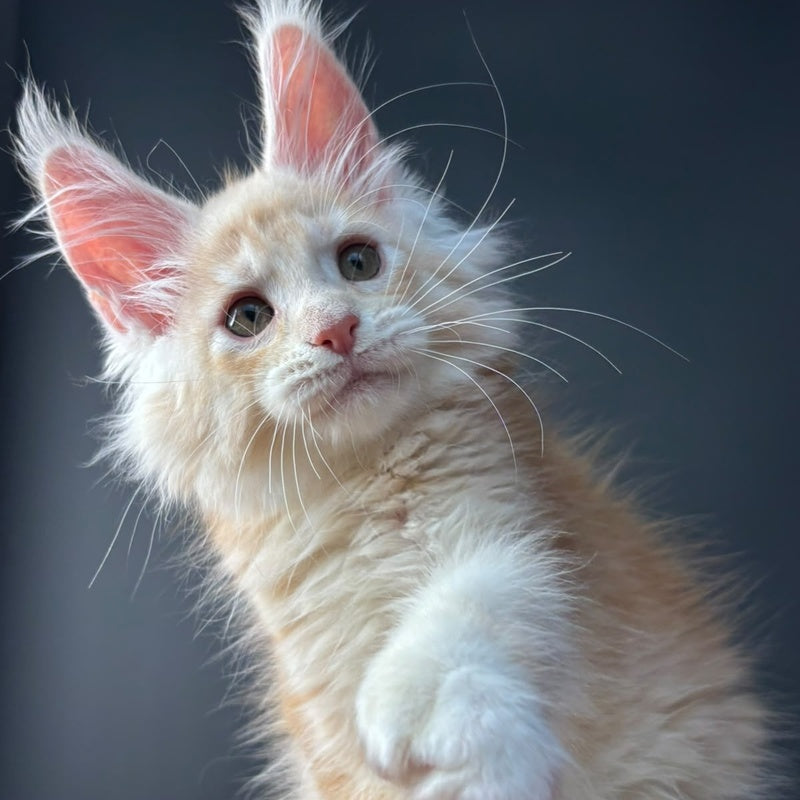 Bugs Bunny Maine Coon polydactyl 6x6x6x6 male, red silver ticked tabby bicolour