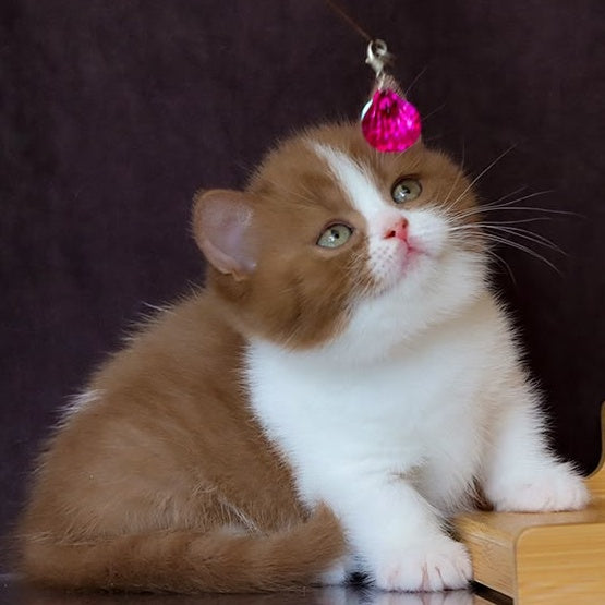 Fantasy Munchkin female, cinnamon bicolour