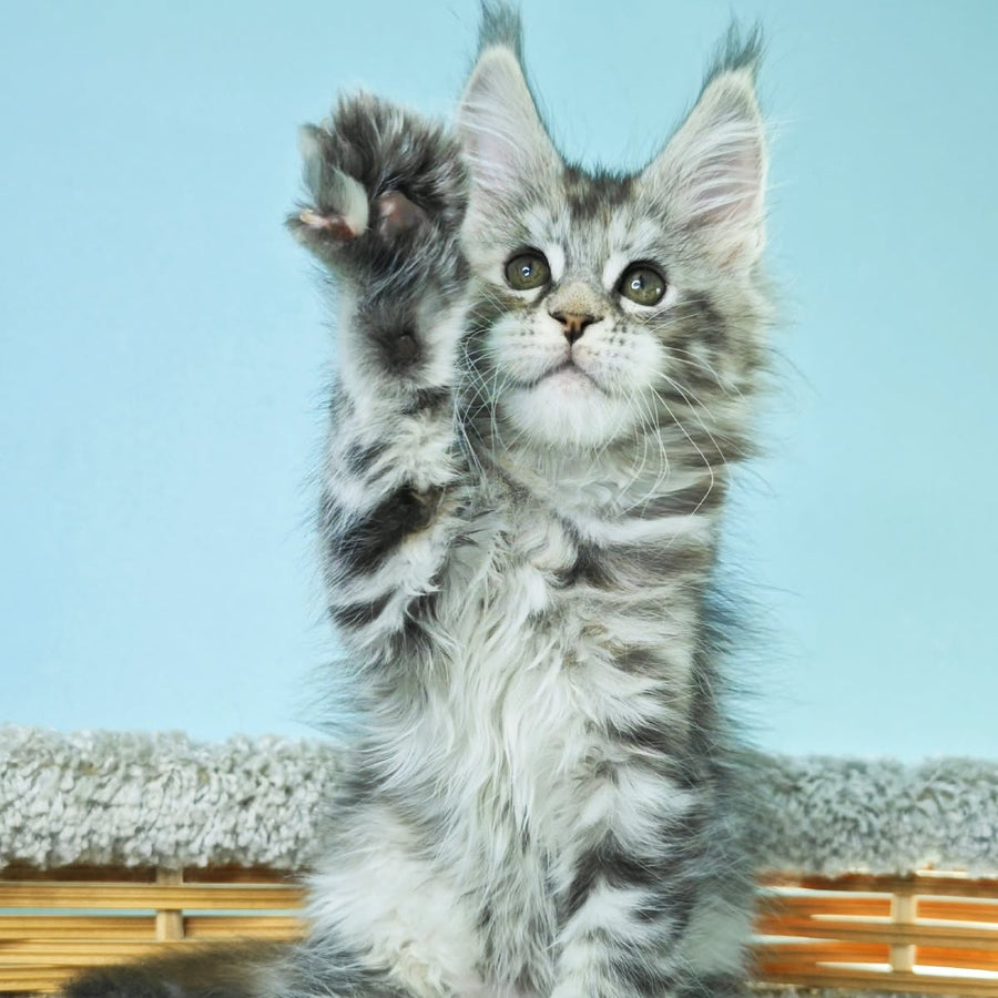 Hanna Maine Coon female, black tortie silver tabby