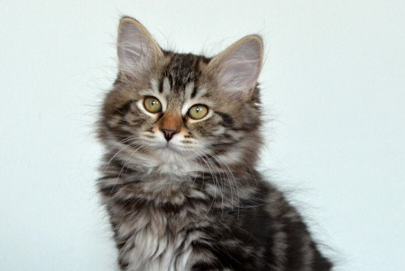 Silvia Siberian female, black tabby