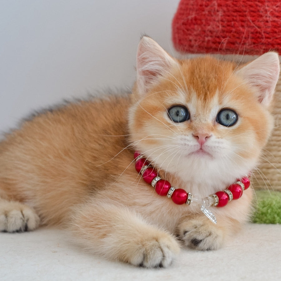 Iona British Shorthair female, black golden shaded