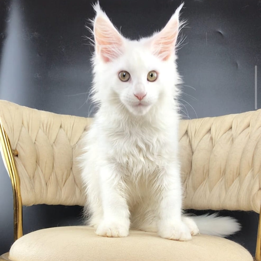 Xia Maine Coon female, white