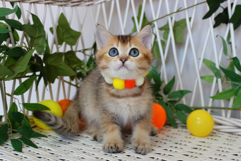 Indigo British Shorthair male, black golden ticked tabby
