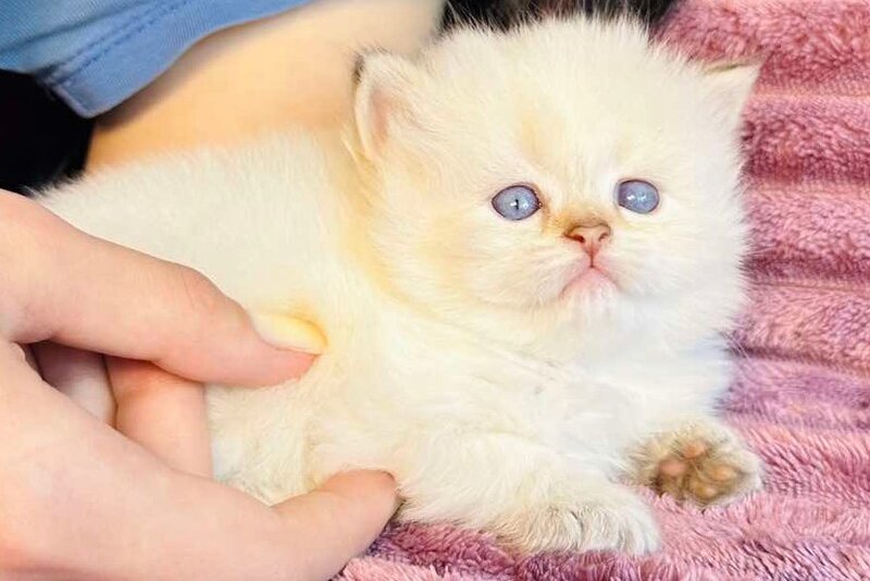 Eva British Longhair female, blue golden shaded pointed