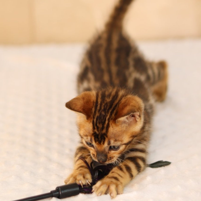 Xerxes Bengal male, black spotted tabby