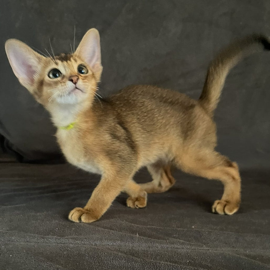 Flora Abyssinian female, black