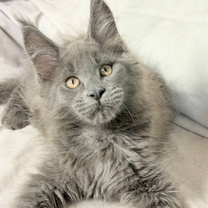 Gatsby Maine Coon male, blue silver