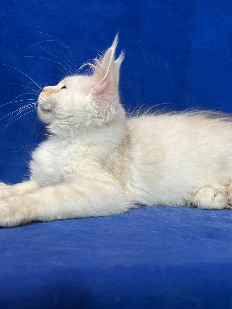 Dobryanka Maine Coon female, red silver shaded