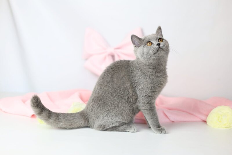 Miranda British Shorthair female blue - live animals