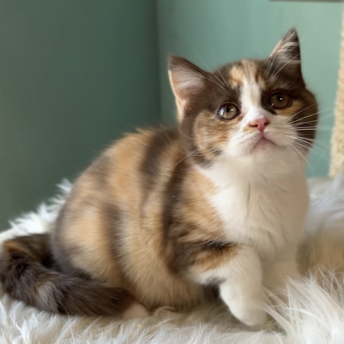 Enigma British Shorthair female, chocolate tortie bicolour