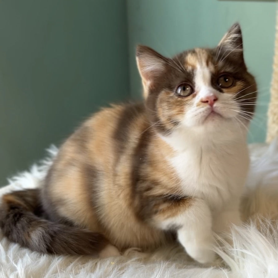 Enigma British Shorthair female, chocolate tortie bicolour