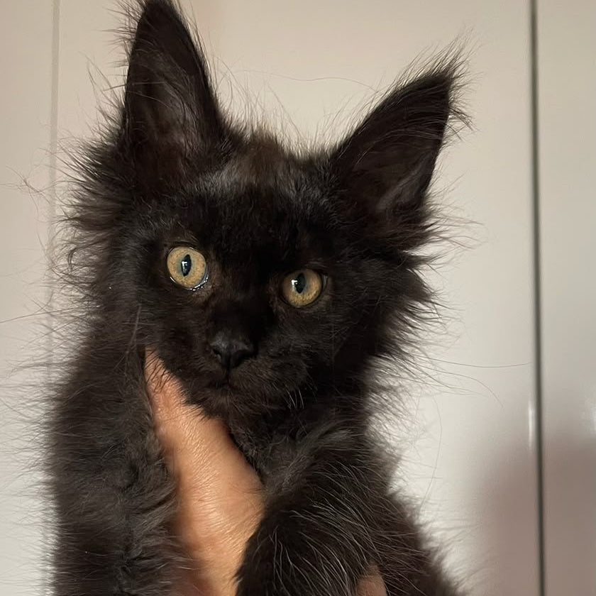 Cozy Ace Maine Coon male, black