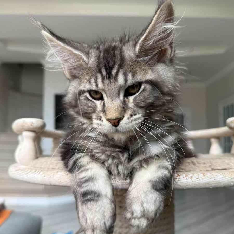 Jeya Maine Coon female, black silver tabby