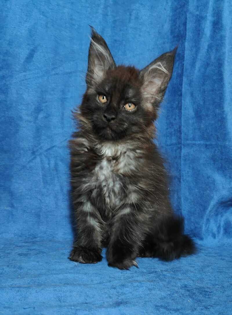 Yaroslav Maine Coon male, black silver