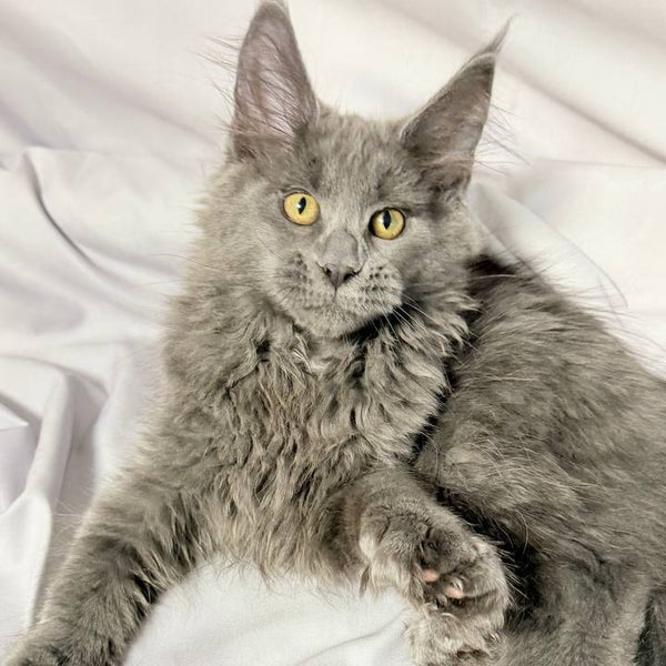 Fablette Maine Coon polydactyl 6x6x6x6 female, blue silver with white