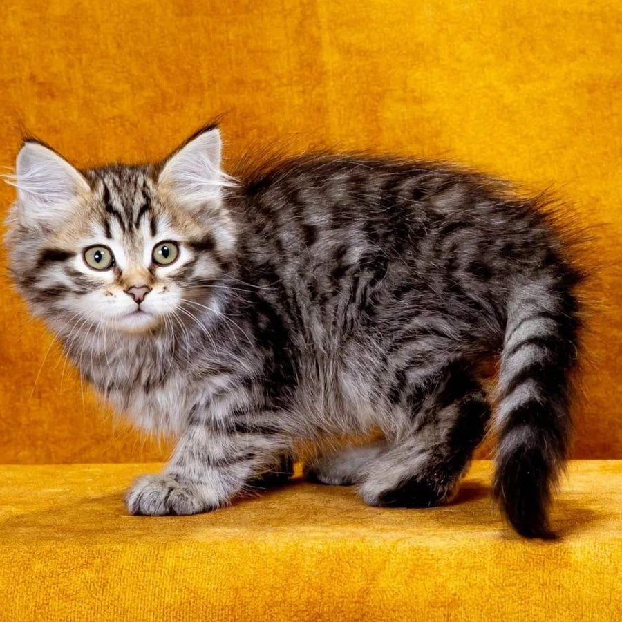 Klim Siberian male, black spotted tabby
