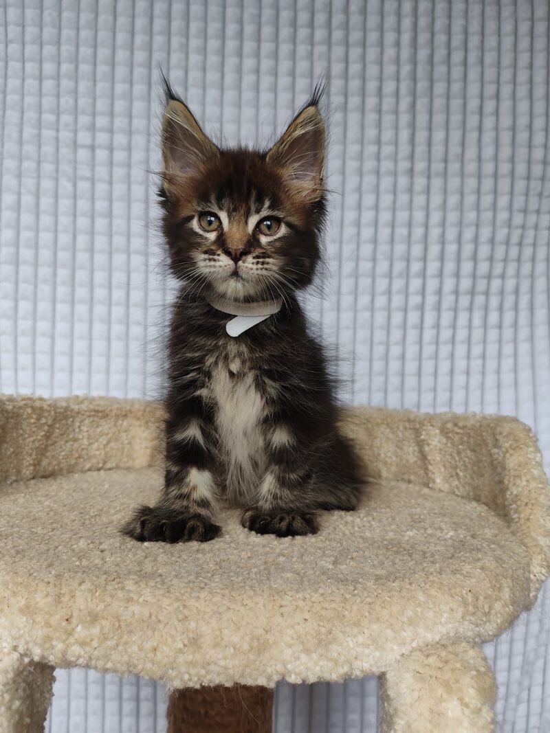 Nolan Maine Coon polydactyl male, black tabby
