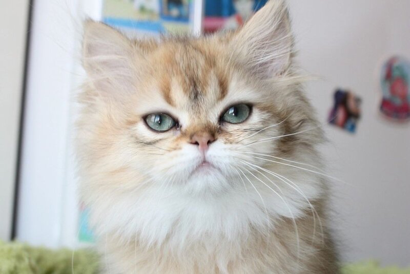 Erta Scottish Straight female, black ticked tabby