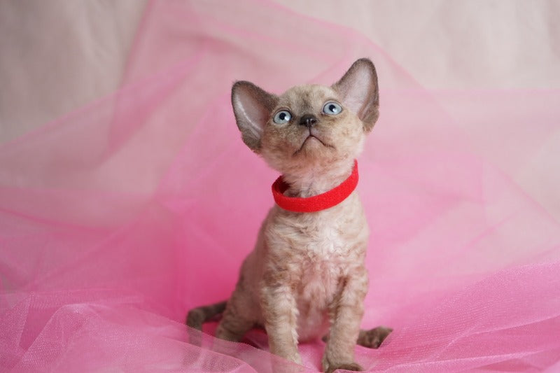 Naila Devon Rex female chocolate pointed - live animals