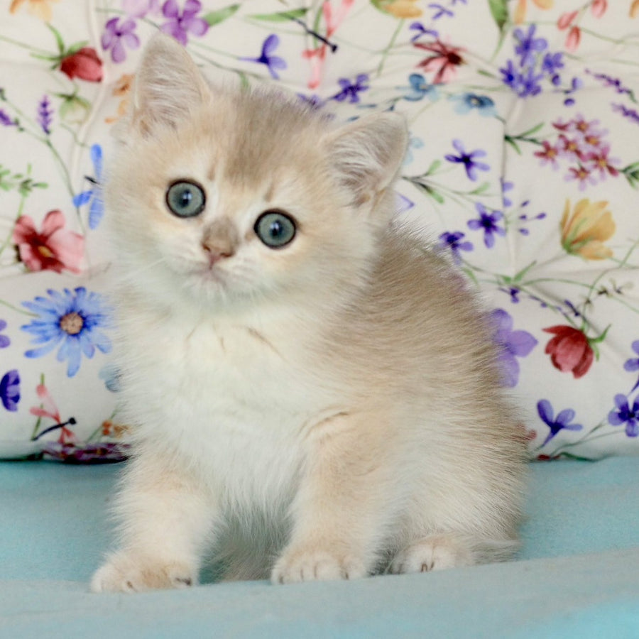 Webster British Shorthair male, blue golden chinchilla