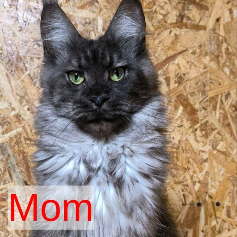Imany Maine Coon polydactyl 5x5x6x6 female, blue silver