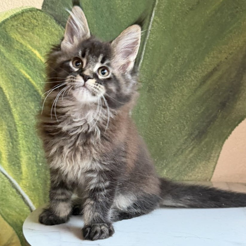 Cleo Maine Coon male, black ticked tabby