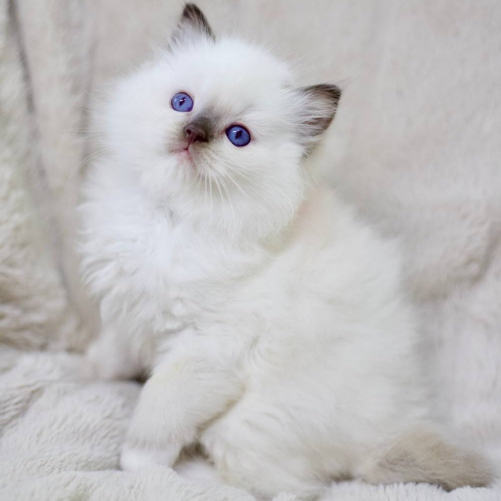 Kimi Ragdoll male, black mitted