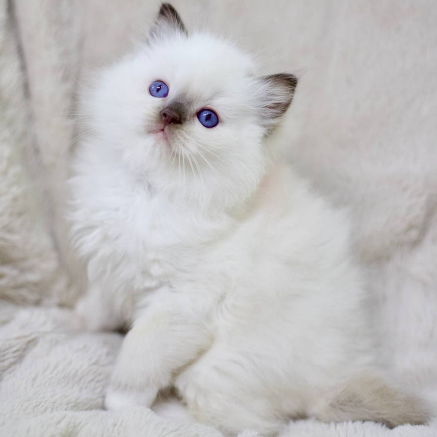 Kimi Ragdoll male, black mitted