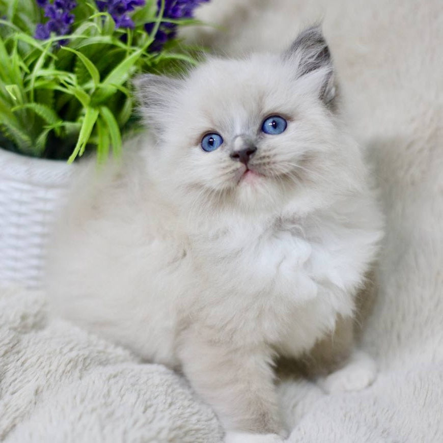 Roddy Ragdoll male, blue mitted