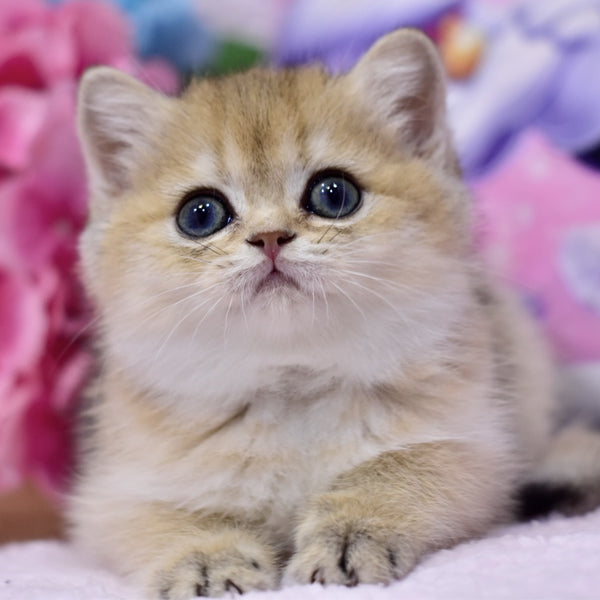 Galaxy British Shorthair female, black golden shaded