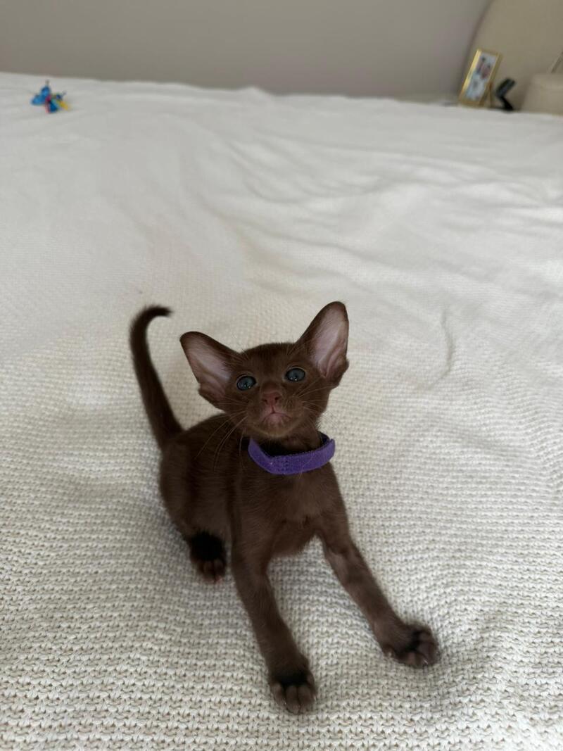 Amira Oriental Shorthair female chocolate - live animals