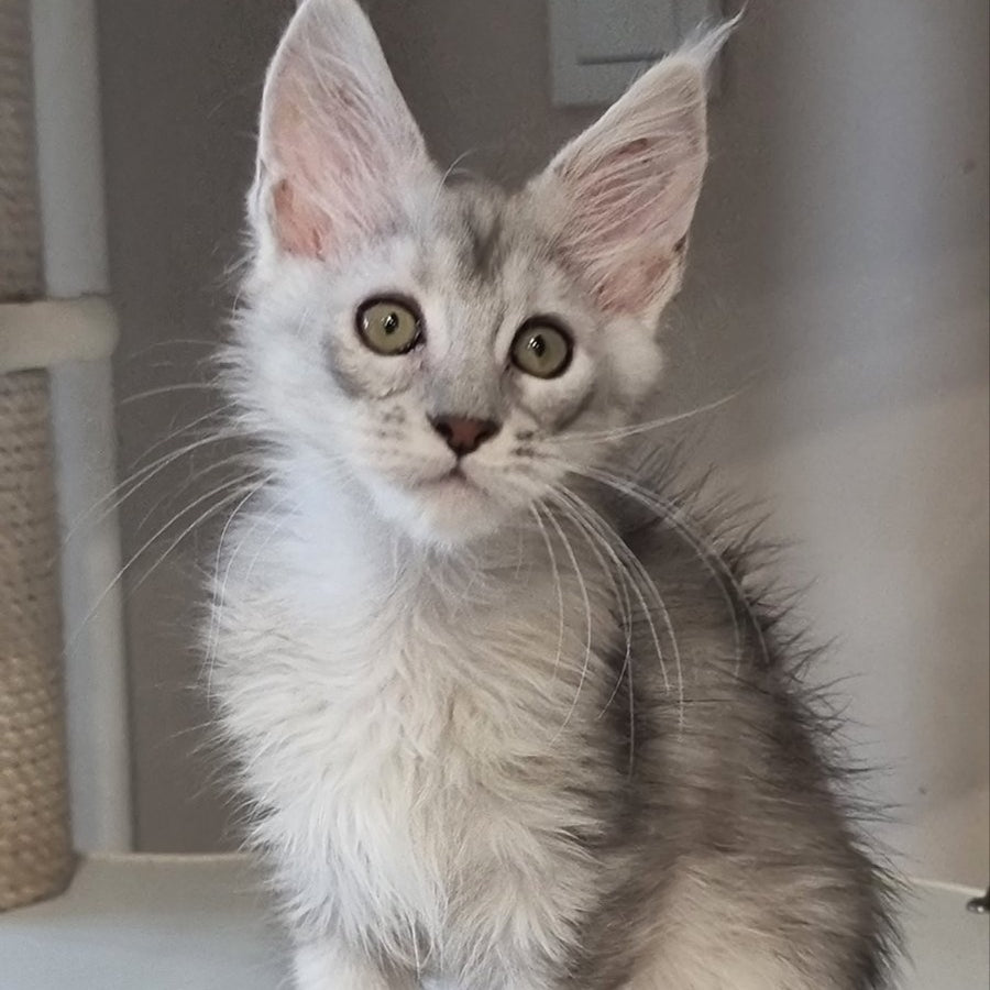 Eveta Maine Coon female, black silver tabby